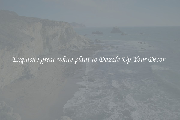 Exquisite great white plant to Dazzle Up Your Décor  